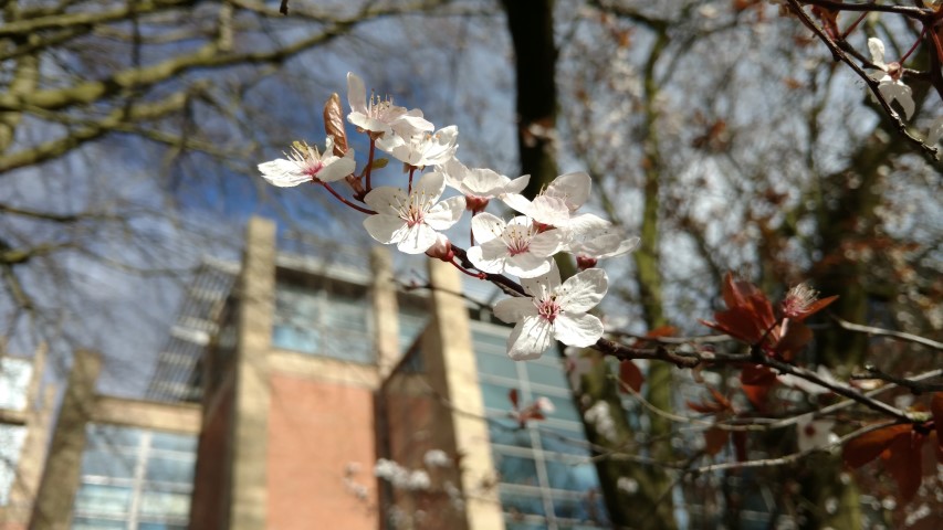 Prunus cerasifera plantplacesimage20160305_125334.jpg