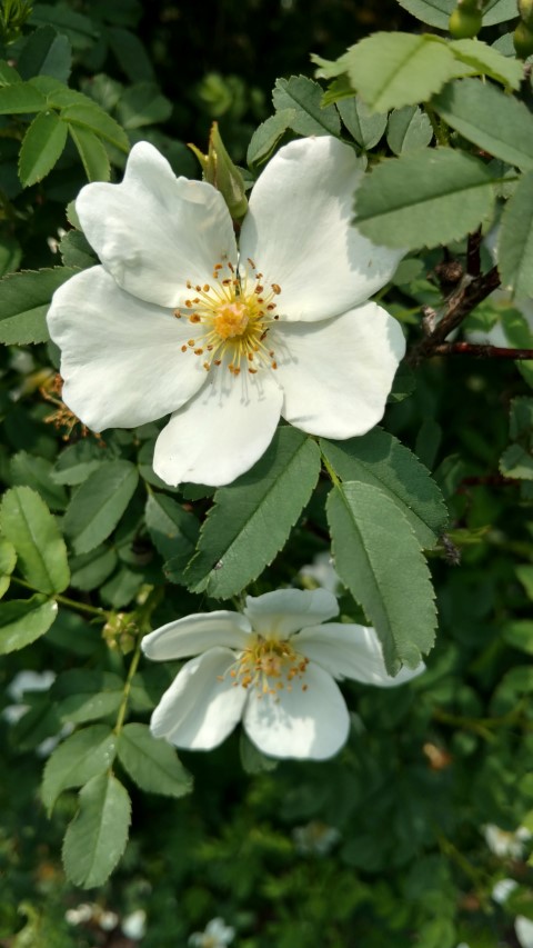 Rosa pimpinellifolia plantplacesimage20160605_140309.jpg