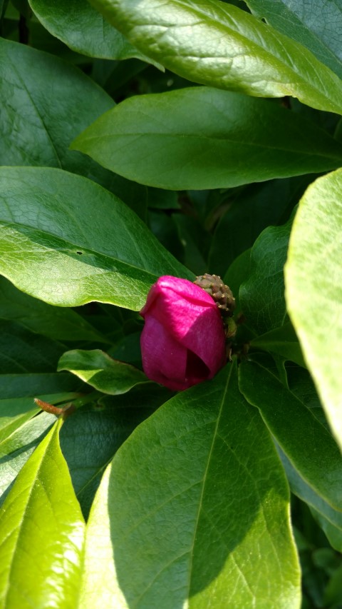Magnolia stellata plantplacesimage20160605_145331.jpg