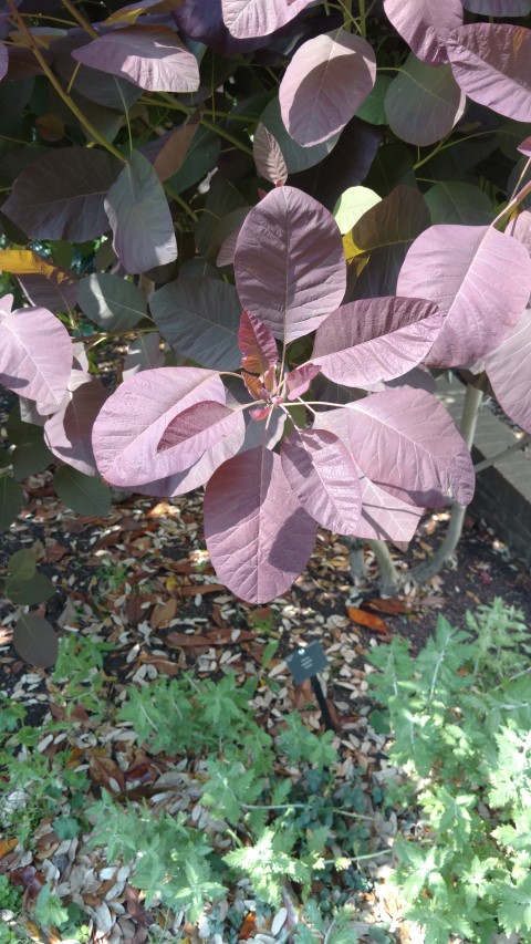 Cotinus coggygria plantplacesimage20160605_151247.jpg