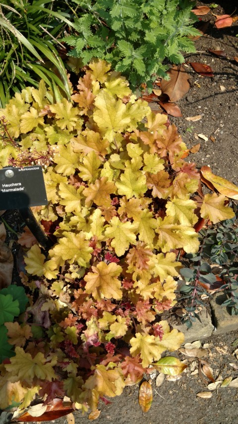 Heuchera Marmalade plantplacesimage20160605_151412.jpg