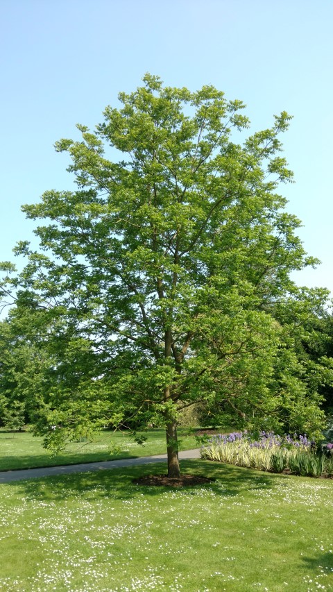 Juglans nigra plantplacesimage20160605_152102.jpg