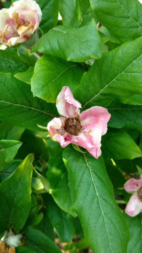 Mespilus germanica plantplacesimage20160605_153017.jpg