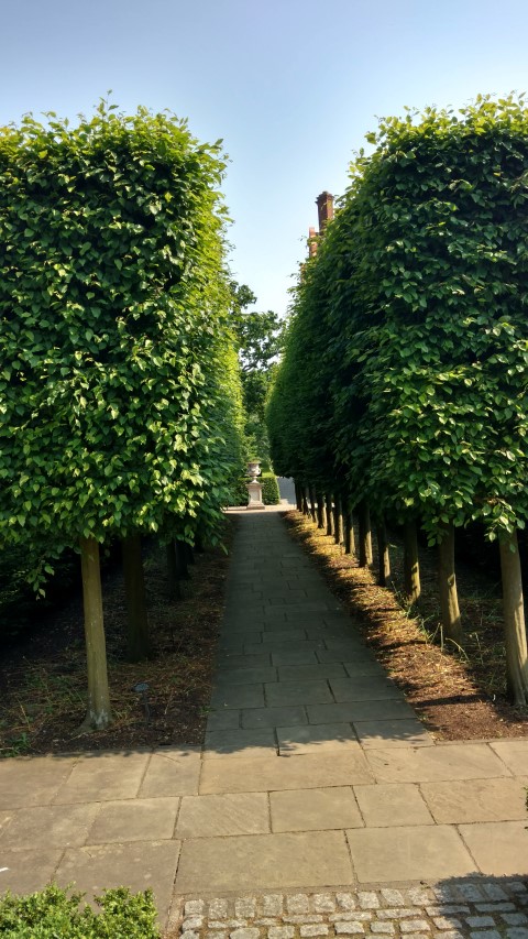 Carpinus betulus plantplacesimage20160605_160247.jpg