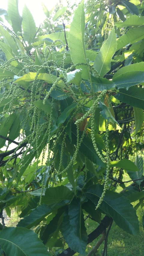 Castanea sativa plantplacesimage20160605_163112.jpg
