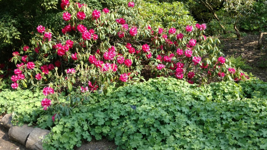 Rhododendron spp plantplacesimage20160605_164550.jpg