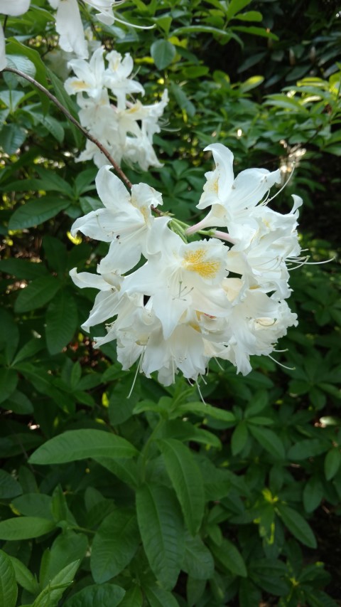 Rhododendron occidentale plantplacesimage20160605_164841.jpg