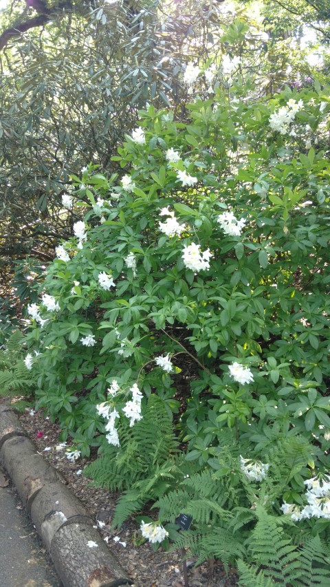 Rhododendron occidentale plantplacesimage20160605_164924.jpg