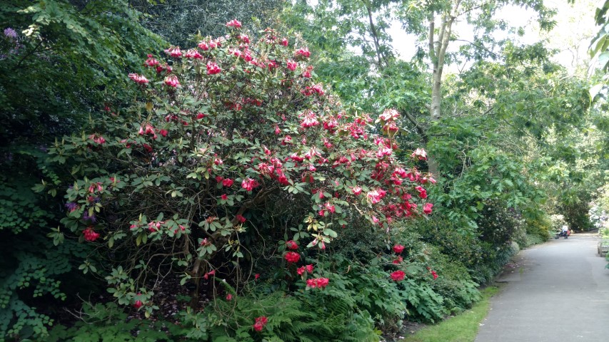 Rhododendron spp plantplacesimage20160605_165449.jpg