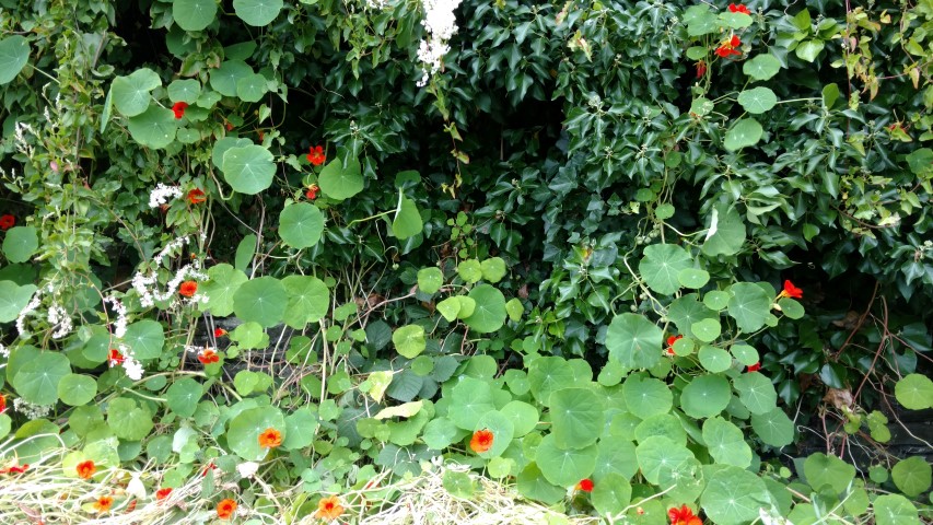 Tropaeolum spp plantplacesimage20160806_170542.jpg