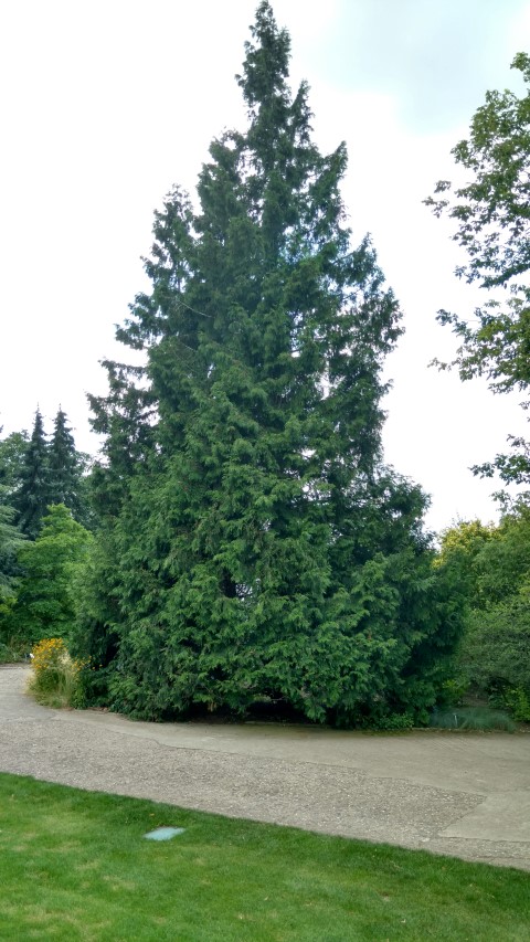 Thuja plicata plantplacesimage20160813_151648.jpg