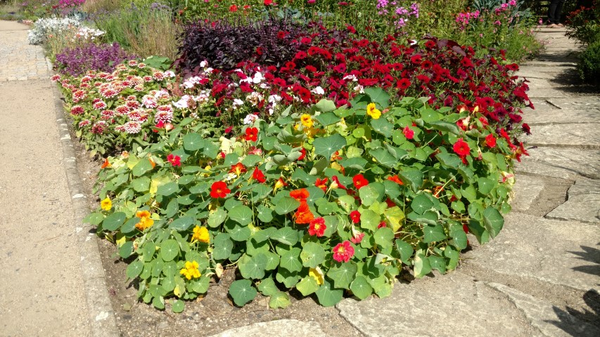 Tropaeolum spp plantplacesimage20160813_154613.jpg