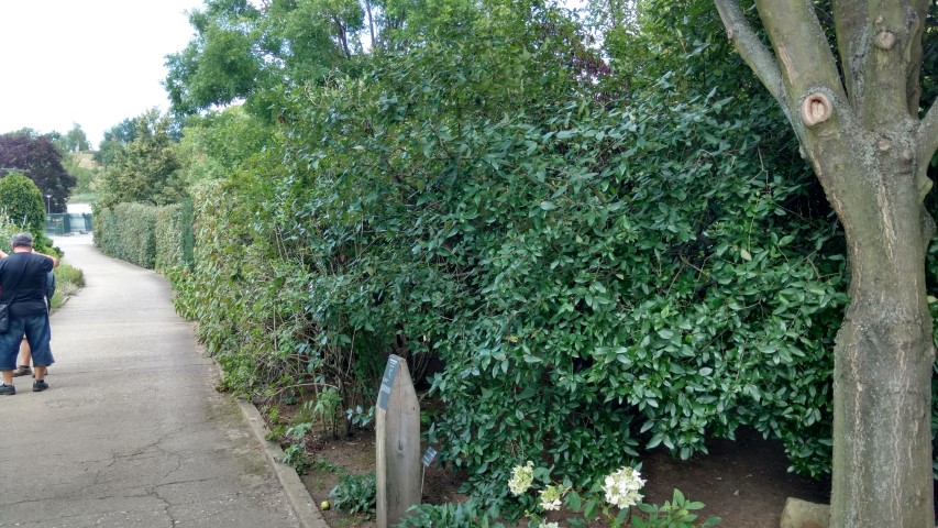 Viburnum x burkwoodii plantplacesimage20160813_161132.jpg