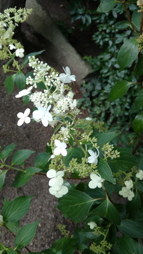 Hydrangea paniculata plantplacesimage20160813_161613.jpg