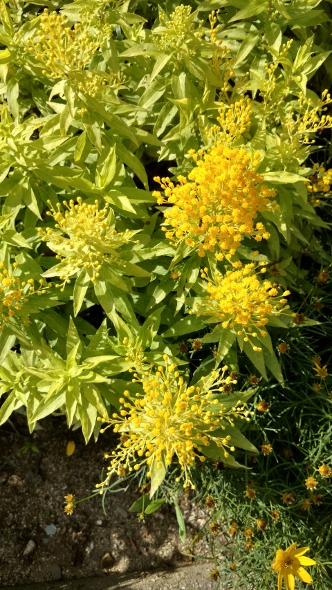 Solidago hybrid plantplacesimage20160813_163013.jpg