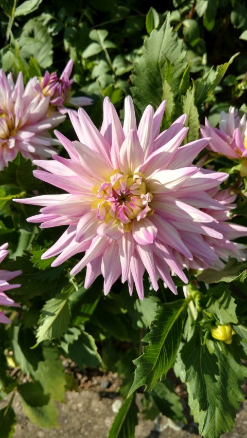 Dahlia hybrid plantplacesimage20160813_164548.jpg