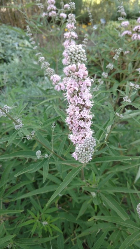Vitex agnus-castus plantplacesimage20160813_173058.jpg