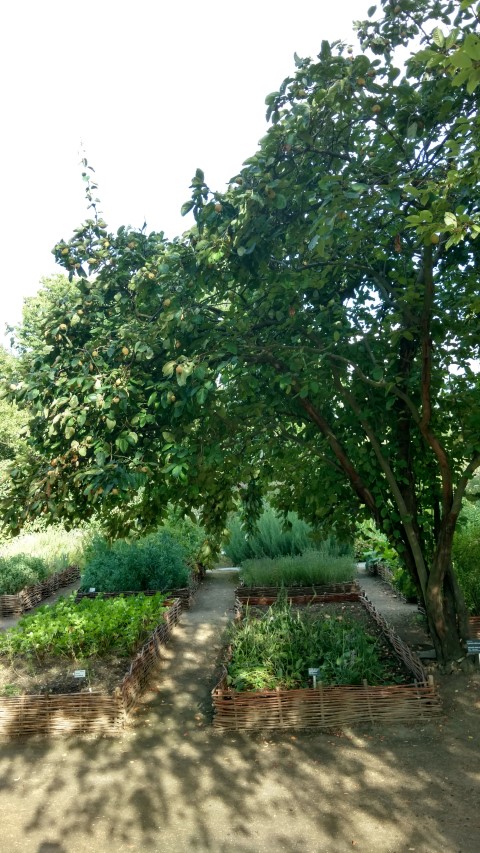 cydonia oblonga plantplacesimage20160813_173316.jpg