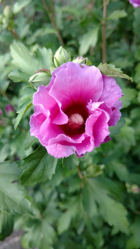Hibiscus syriacus plantplacesimage20160813_174010.jpg