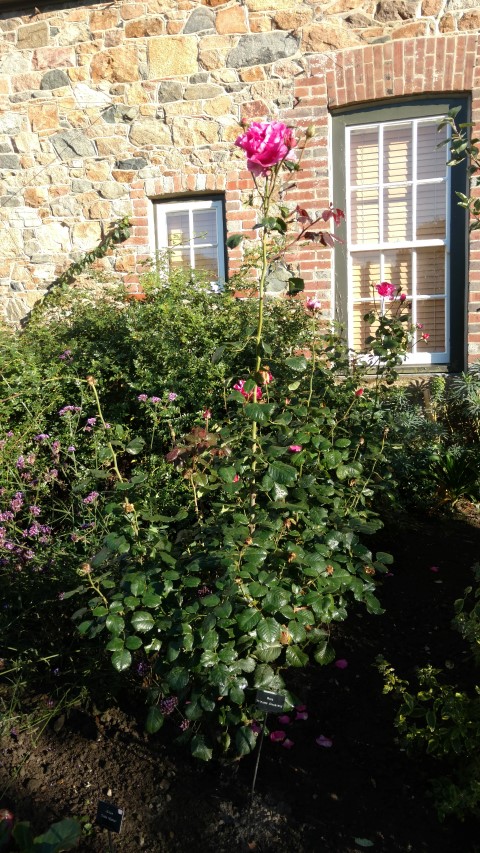 Rosa. Princess Alexandra plantplacesimage20161015_160622.jpg