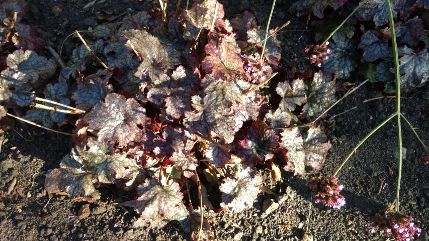 Heuchera 'Plum Pudding' plantplacesimage20161015_160754.jpg