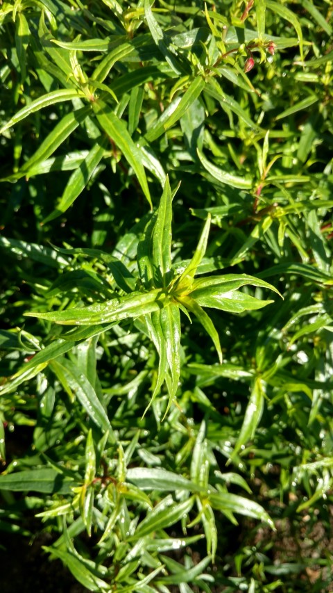 Penstemon spp plantplacesimage20161015_160930.jpg