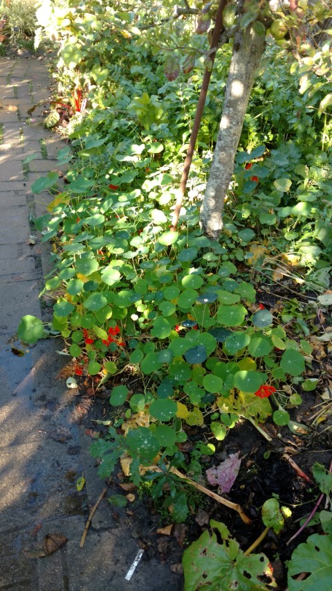Tropaeolum spp plantplacesimage20161015_161229.jpg