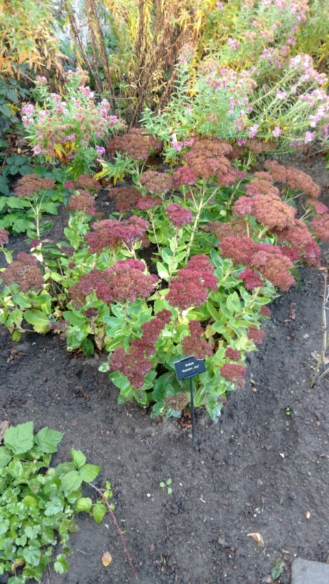 Sedum telephinum plantplacesimage20161015_165155.jpg