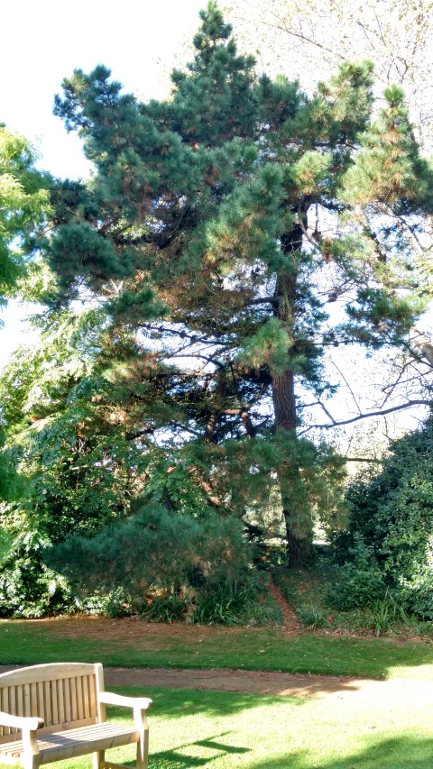 Pinus radiata plantplacesimage20161016_104841.jpg