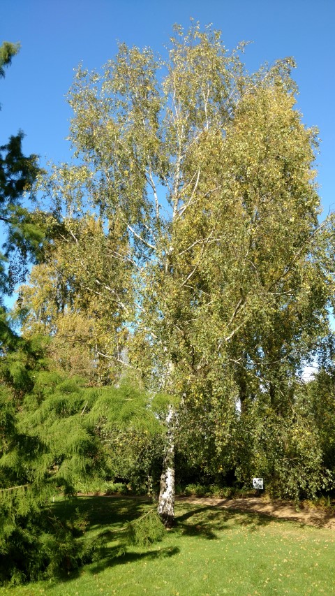 Betula pendula plantplacesimage20161016_111324.jpg