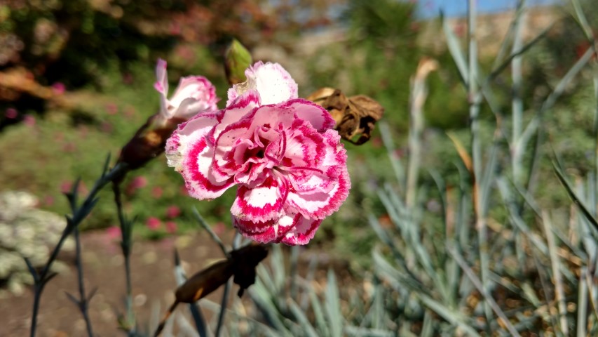 Dianthus plantplacesimage20161016_121502.jpg