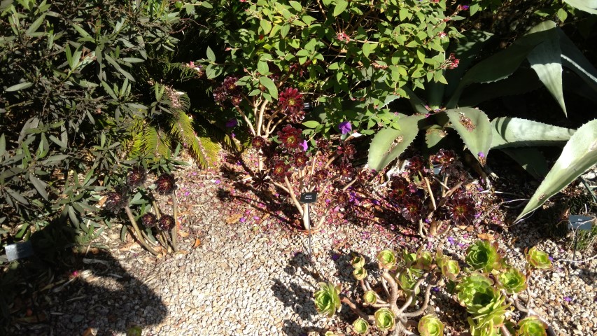 Aeonium  plantplacesimage20161016_121603.jpg