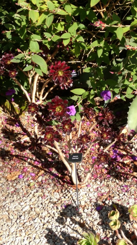 Aeonium  plantplacesimage20161016_121618.jpg