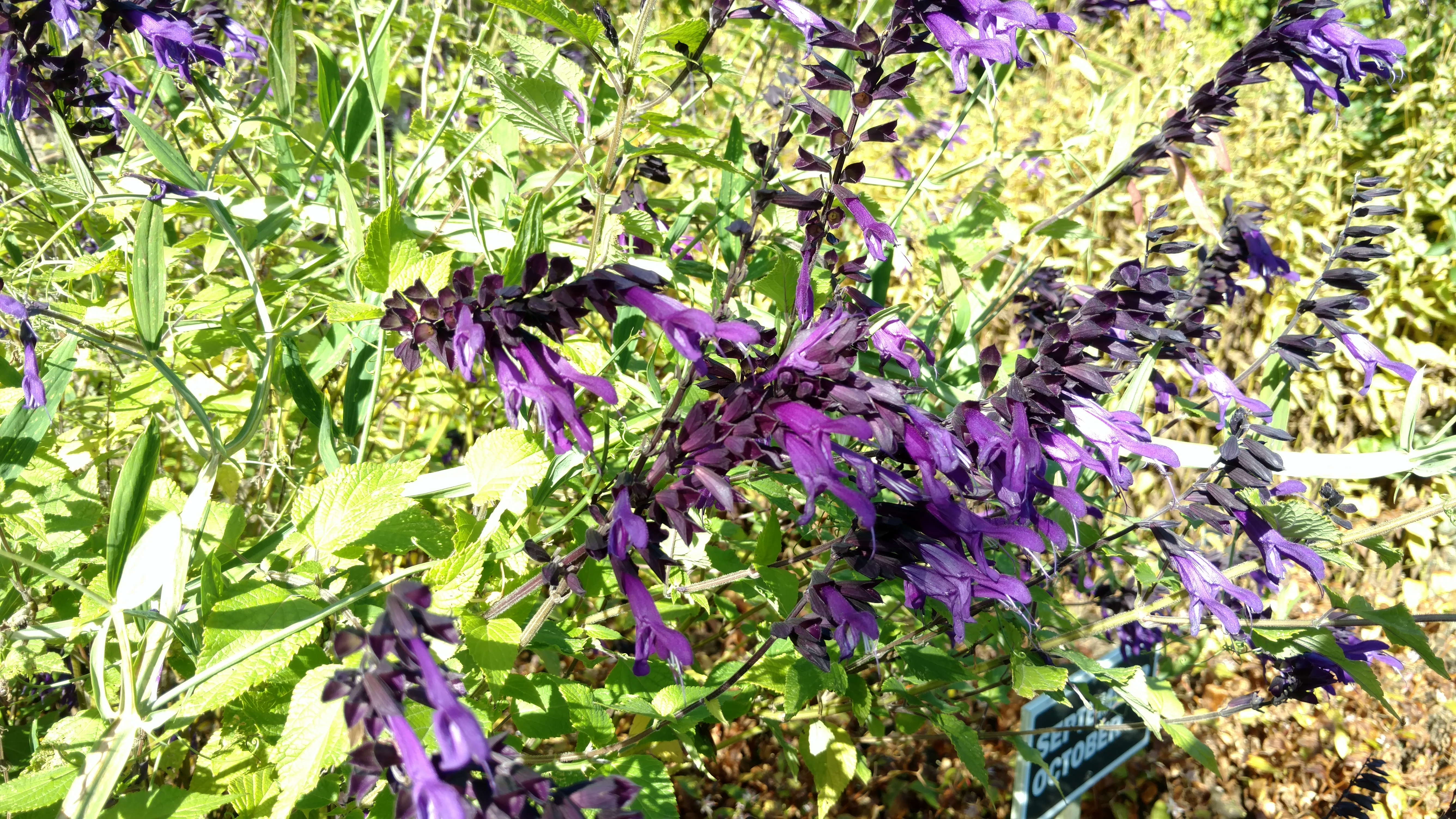Salvia plantplacesimage20161016_122237.jpg