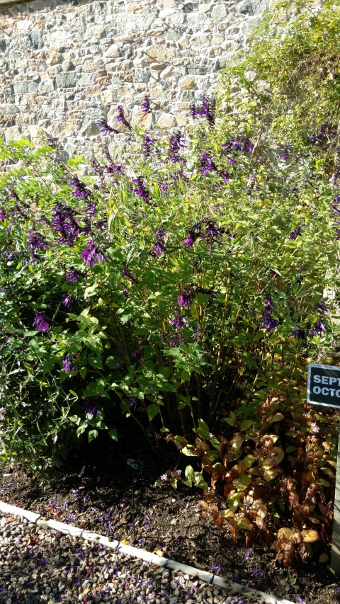 Salvia plantplacesimage20161016_122302.jpg