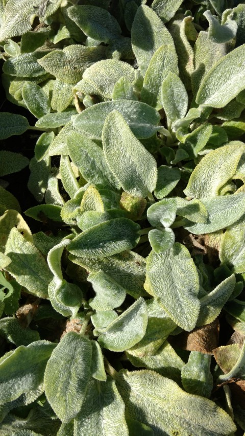 Stachys byzantina plantplacesimage20161016_124502.jpg