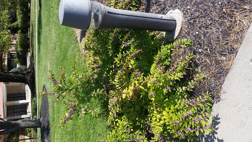 Callicarpa dichotoma plantplacesimage20161029_140043.jpg