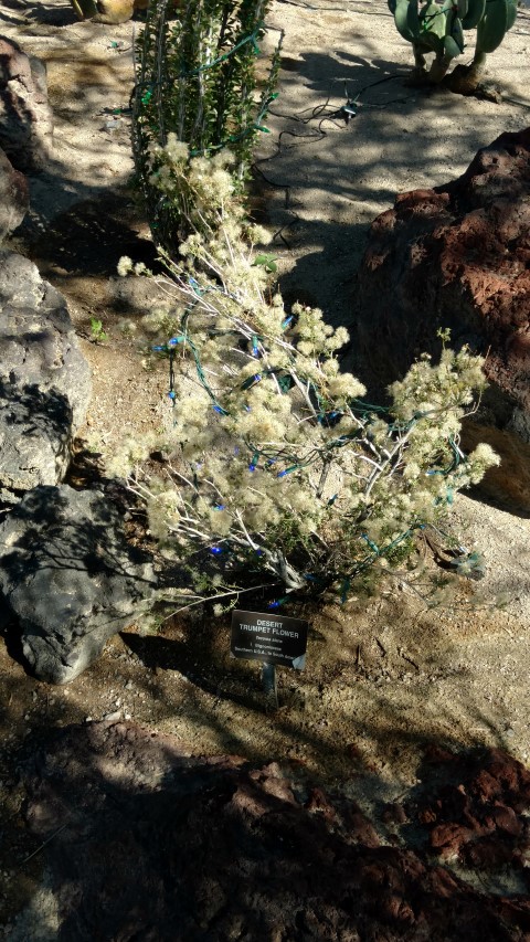 Tecoma stans plantplacesimage20161106_112731.jpg