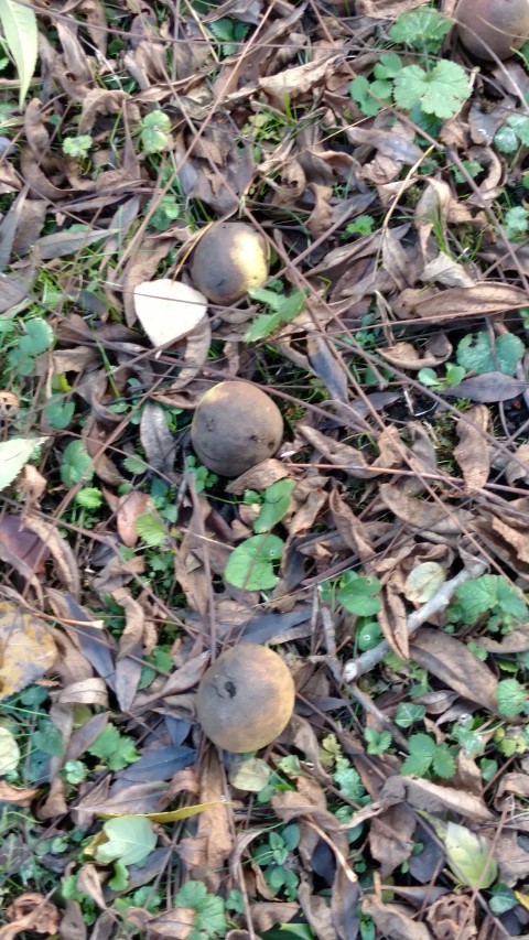 Juglans nigra plantplacesimage20161120_125017.jpg