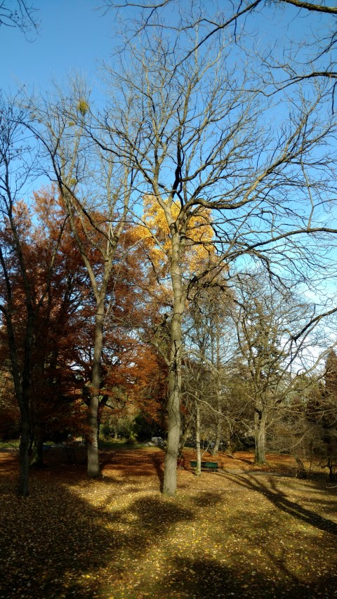 Gymnocladus dioicus plantplacesimage20161120_125137.jpg