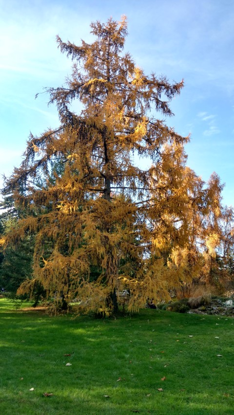 Larix decidua plantplacesimage20161120_140459.jpg
