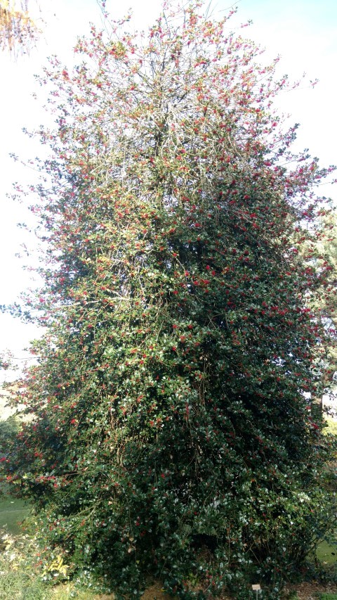 Ilex aquifolium plantplacesimage20161120_140732.jpg