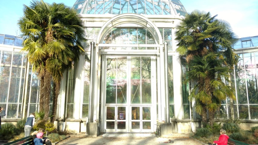 Trachycarpus fortunei plantplacesimage20161120_143242.jpg