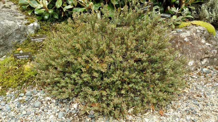 Veronica pimeleoides plantplacesimage20161213_124118.jpg