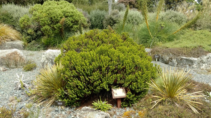 Veronica masoniae plantplacesimage20161213_124337.jpg