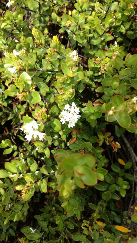 Veronica decumbens plantplacesimage20161213_124556.jpg