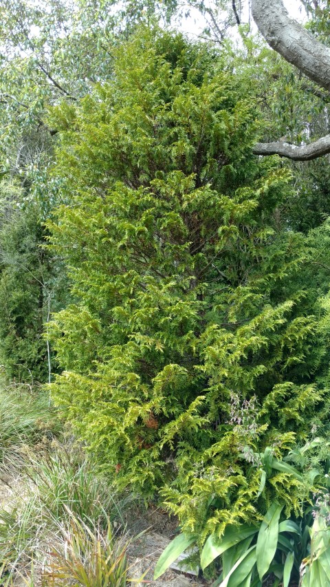 Libocedrus pulmosa plantplacesimage20161213_125622.jpg