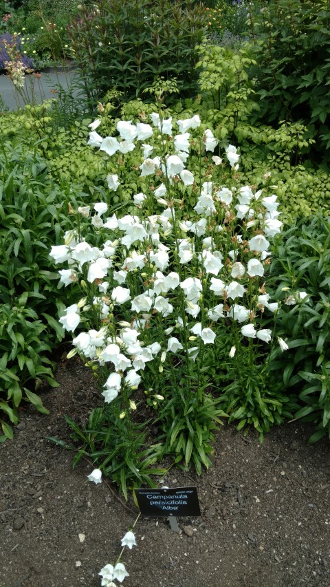 Campanula persicifolia plantplacesimage20161213_134341.jpg