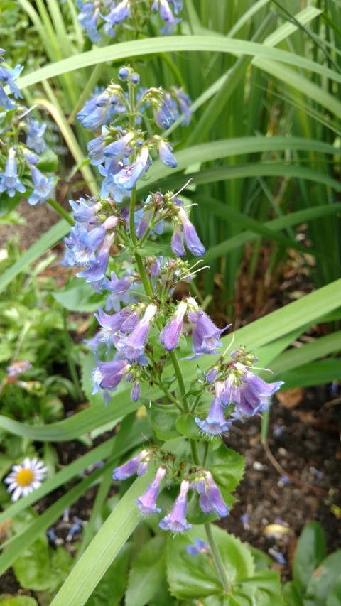 Penstemon ovatus plantplacesimage20161213_134947.jpg