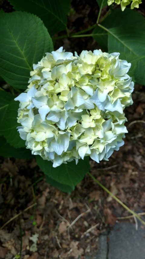 Hydrangea macrophylla plantplacesimage20161214_123158.jpg